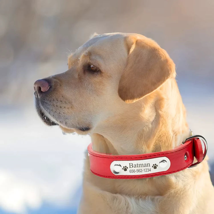 Dog collars