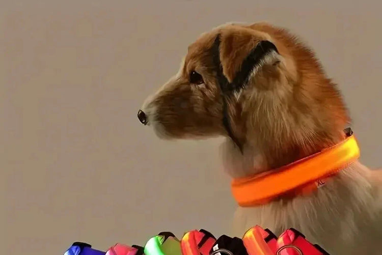 Dog LED accessories