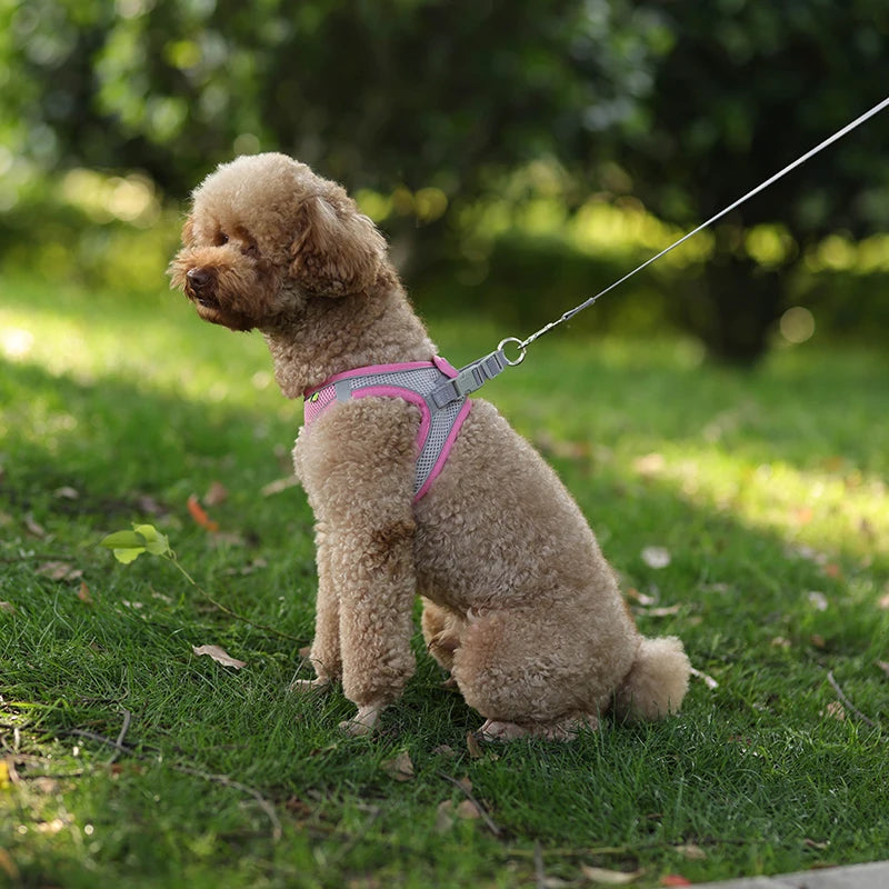 Hundegeschirr Leine-set für kleeine hunde ™