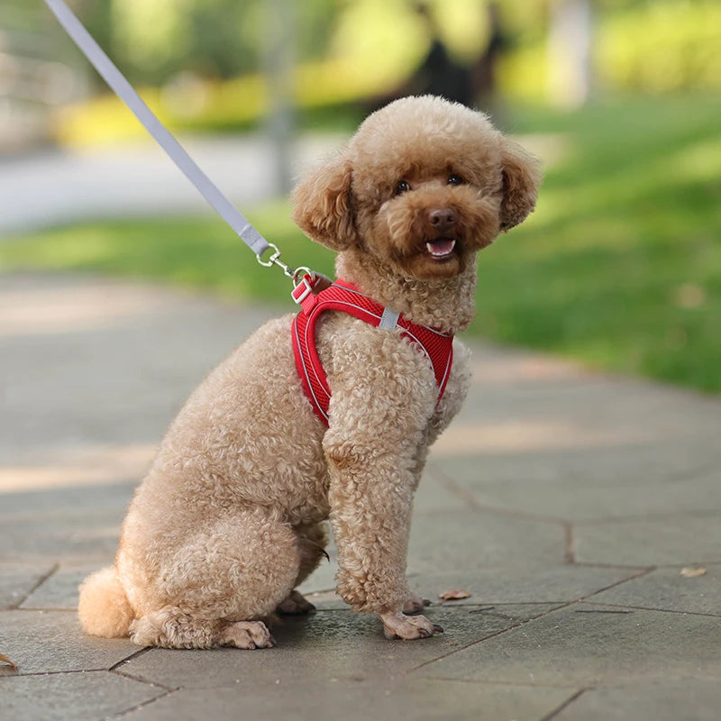 Dog Harness Leash Set for Small Dogs™