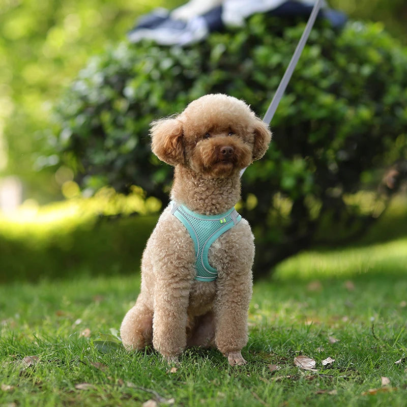 Dog Harness Leash Set for Small Dogs™