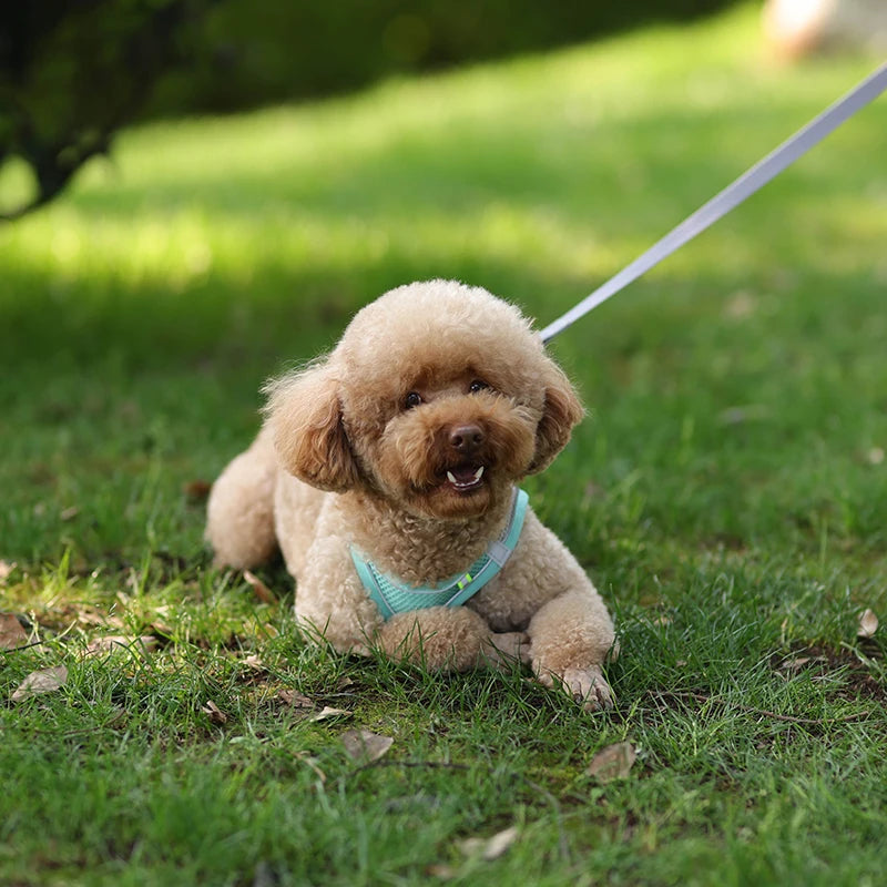 Hundegeschirr Leine-set für kleeine hunde ™