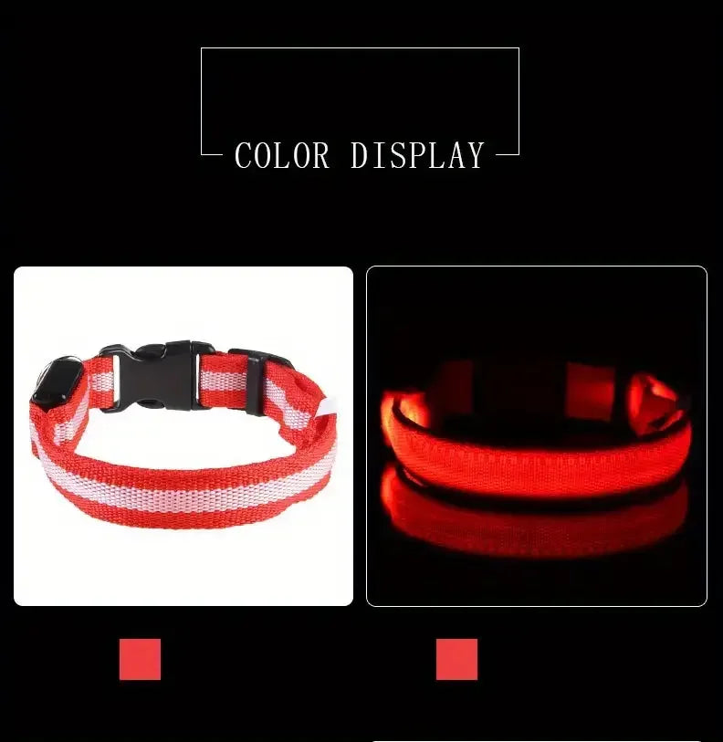 Safety Collar LED Night™