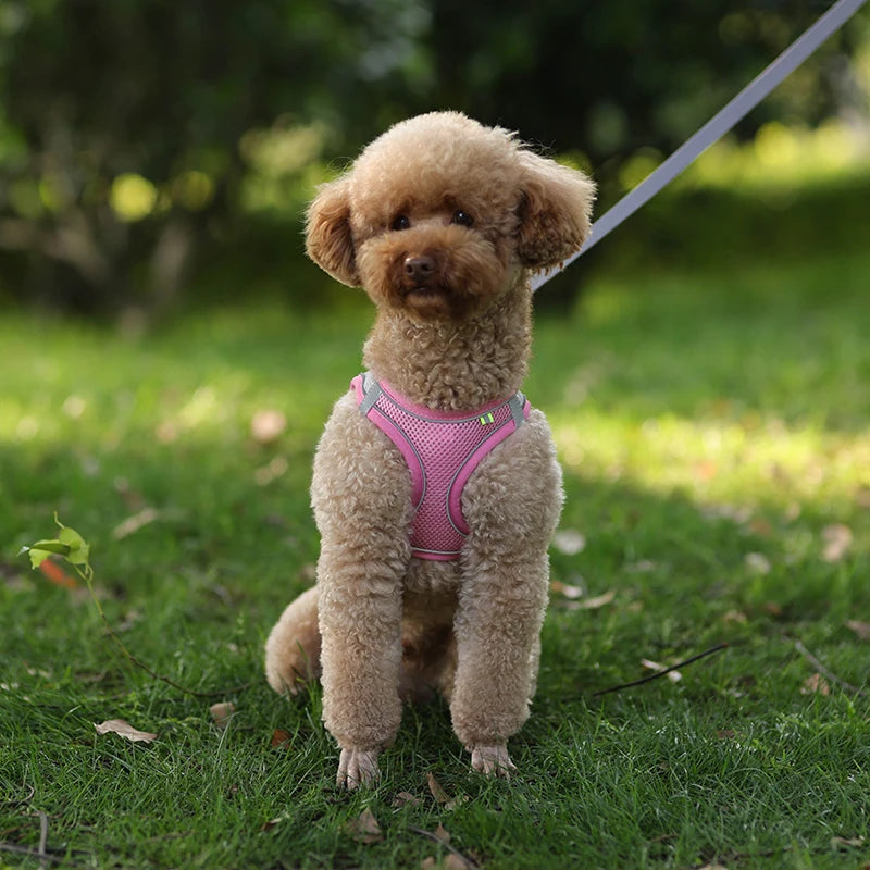 Dog Harness Leash Set for Small Dogs™