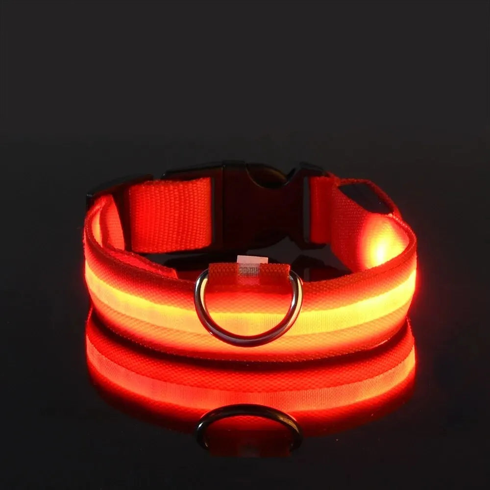 Safety Collar LED Night™